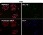 Anti-MAP1LC3A/Lc3A Rabbit Monoclonal Antibody